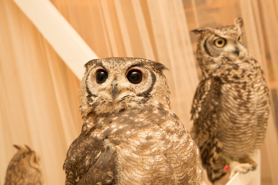 Tokyo: Meet Owls at the Owl Café in Akihabara - Frequently Asked Questions