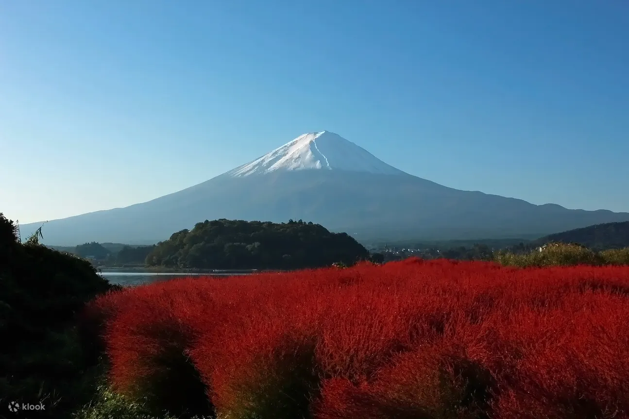 Oishi Park Mt. Fuji One Day Tour With Fruit Picking From Tokyo - Tour Details