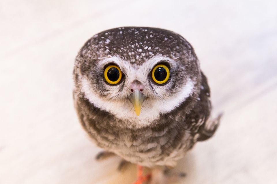 Tokyo: Meet Owls at the Owl Café in Akihabara - The Sum Up