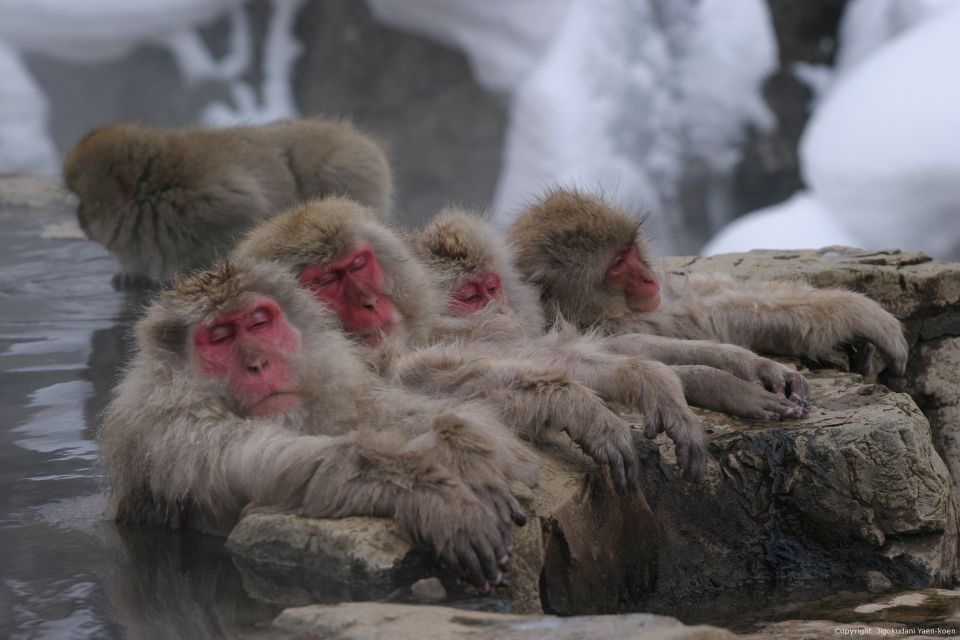 From Tokyo: Snow Monkey 1 Day Tour With Beef Sukiyaki Lunch - Frequently Asked Questions