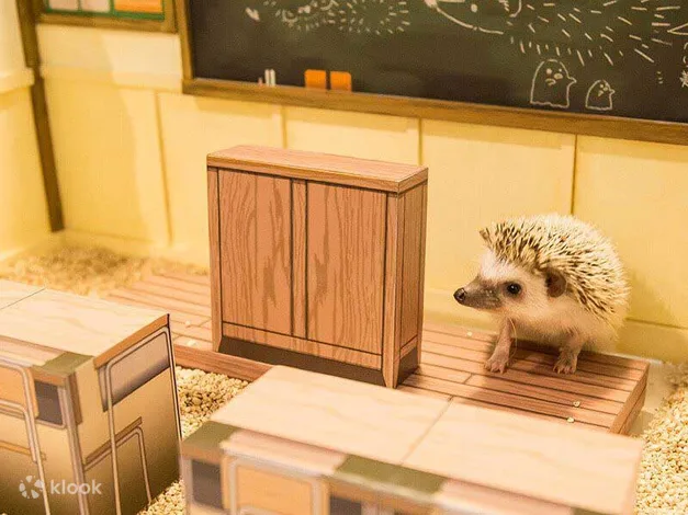 Hedgehog Cafe Experience in Shibuya Tokyo