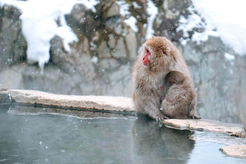 1 Day Tour: Snow Monkeys & Snow Fun in Shiga Kogen - The Sum Up