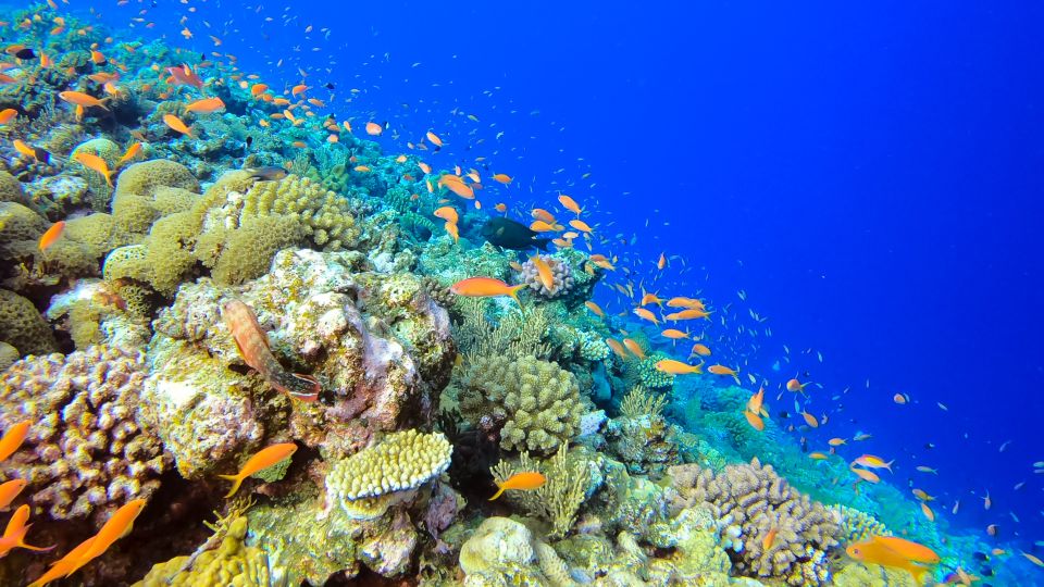 Naha, Okinawa: Kerama Islands Full-Day Intro-Diving Trip - The Sum Up