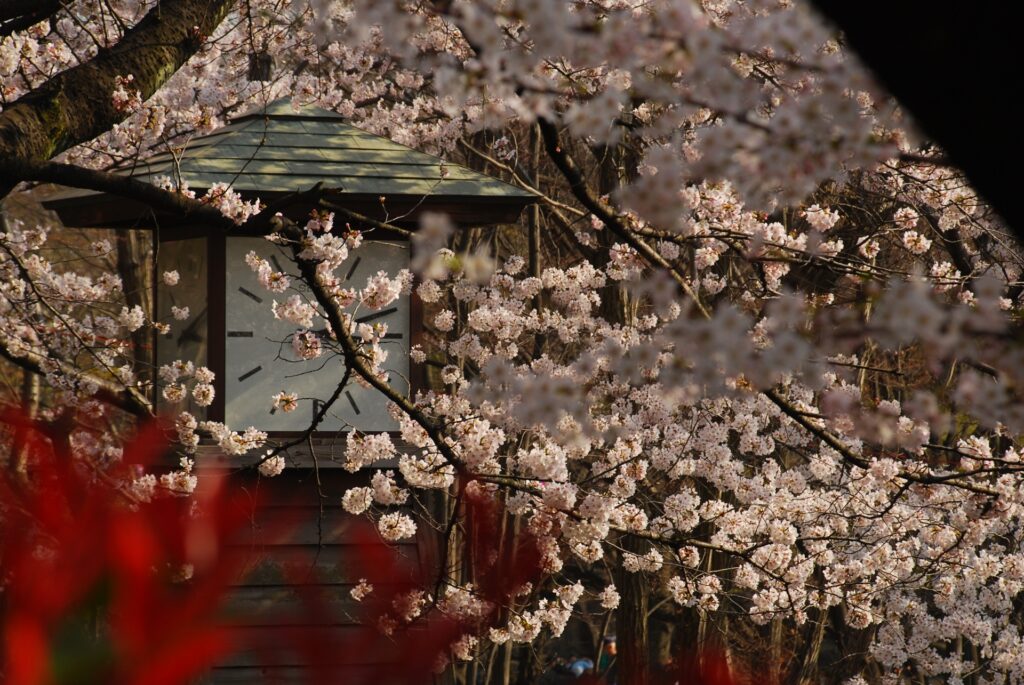 Asukayama Park Cherry Blossom Kita Tokyo