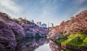 Cherry Blossom Tokyo