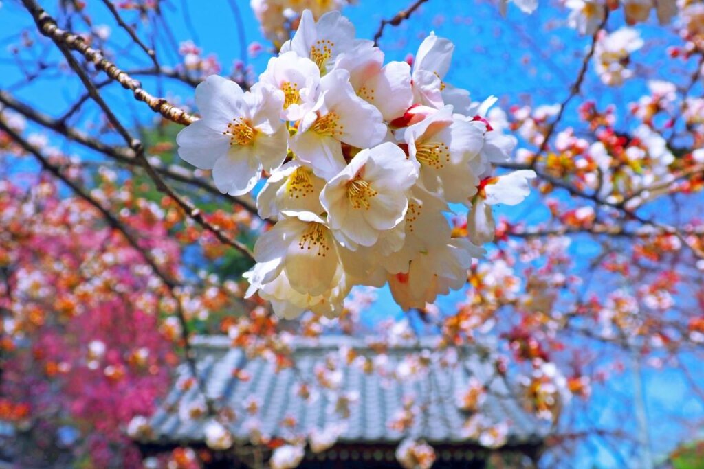 Cherry Blossom at Araiyakushi Baishouin Nakano Tokyo