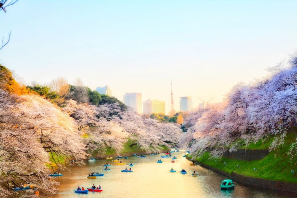 Chidorigafuchi Cherry Blossom
