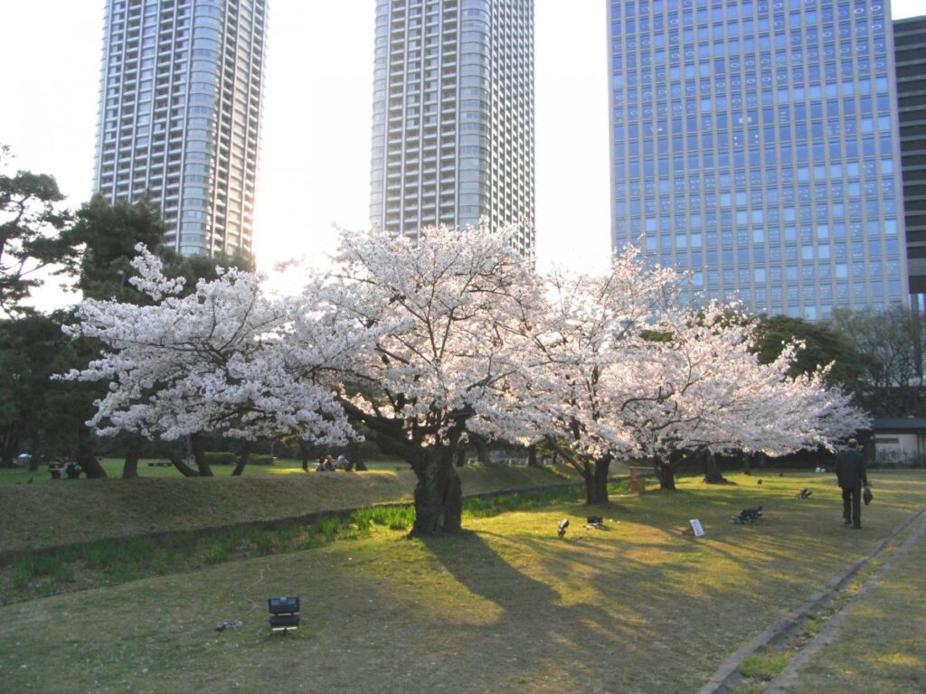 Hama Rikyu Gardens Cherry Blossom