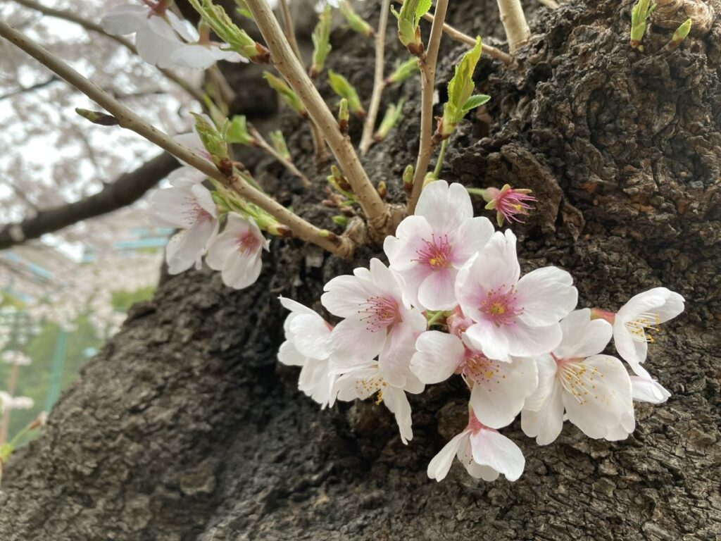 Hibiya Park Cherry Blossom