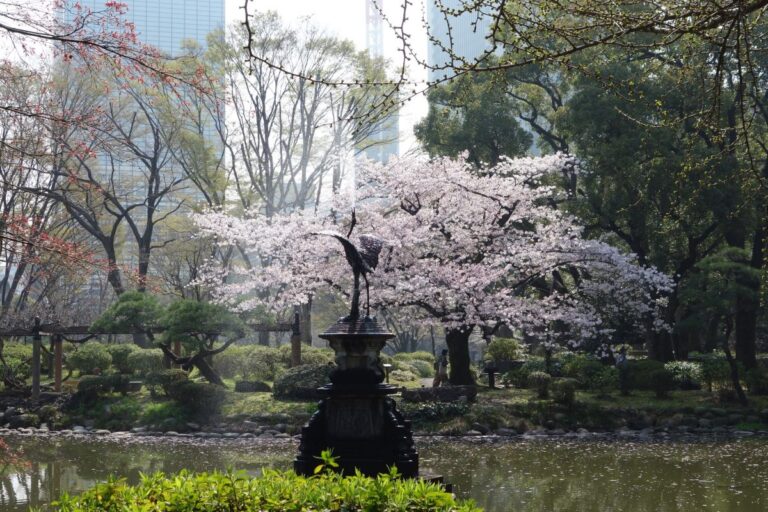 Hibiya Park Cherry Blossom Guide