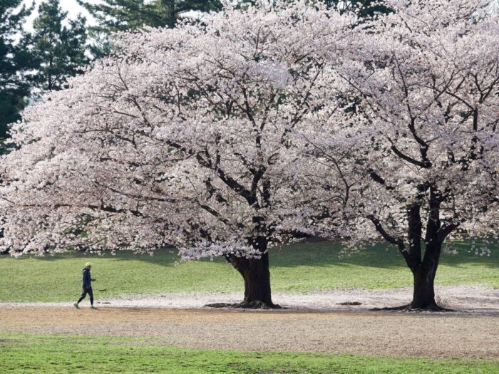 Hikarigaoka Park Cherry Blossom