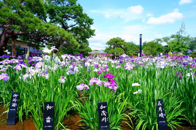 Horikiri Shobuen Iris Garden