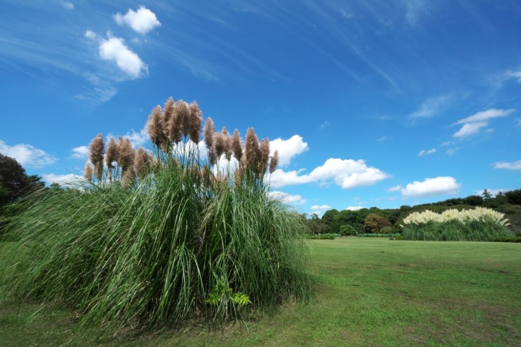 Jindai Botanical Gardens