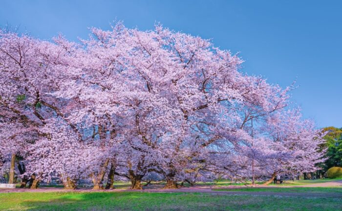 Kinuta Park Cherry Blossom Sakura