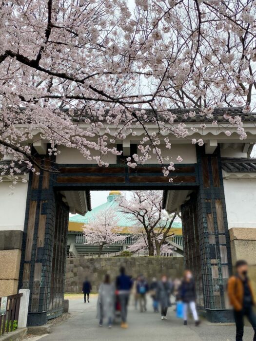 KitanoMaru Park Cherry Blossom Chiyoda