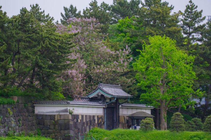 KitanoMaru Park Cherry Blossom Chiyoda