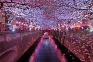 Meguro River Cherry Blossom