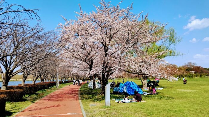 Mizumoto Park Cherry Blossom
