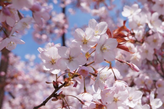National Theter Cherry Blossom Tokyo
