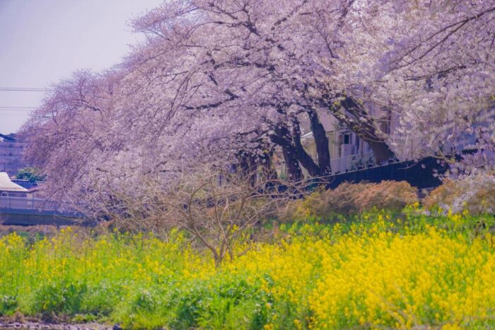 Nogawa Riverside Chery Blossom Sakura Chofu