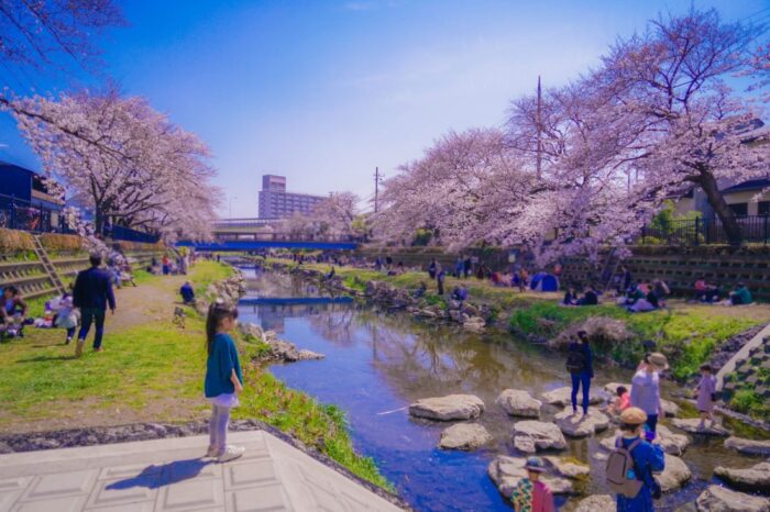 Nogawa Riverside Chery Blossom Sakura Chofu