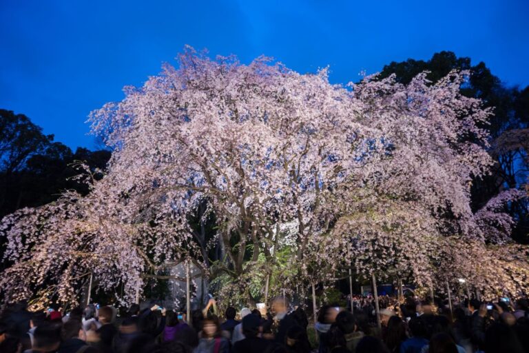 Rikugien Gardens Cherry Blossom Viewing Guide