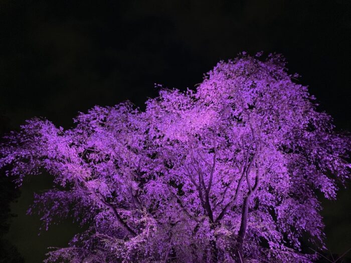Rikugien Garden Cherry Blossom