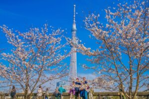 Sumida Park Cherry Blossom