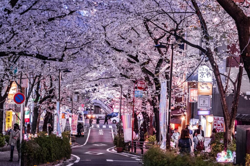 Tokyo Cherry Blossom