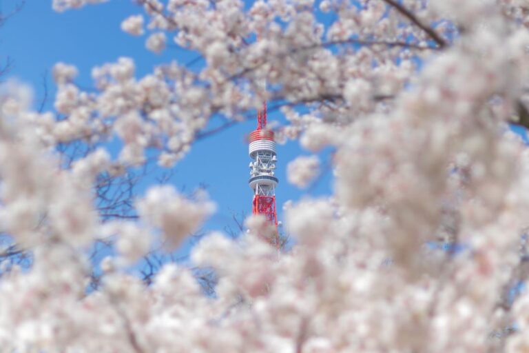 Tokyo Tower Cherry Blossom Viewing