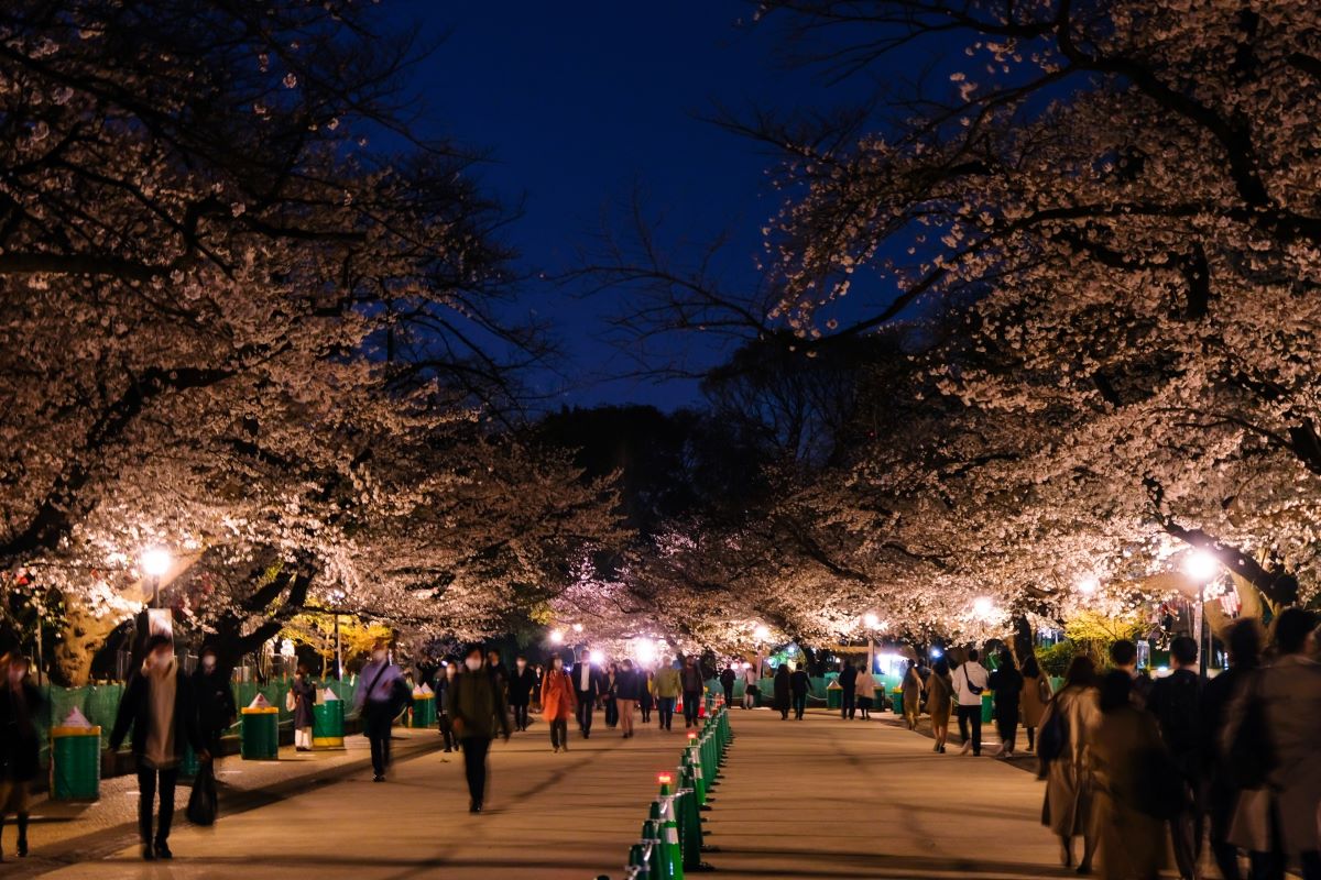 Ueno Park Cherry Blossom Festival Guide