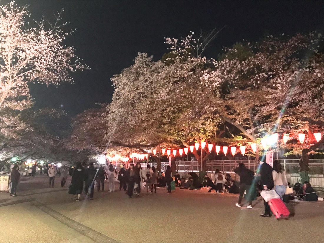 Ueno Park Cherry Blossom Festival Guide