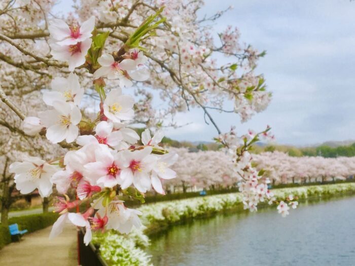 Ueno Park Cherry Blossom Sakura