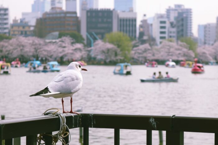Ueno Park Cherry Blossom Sakura