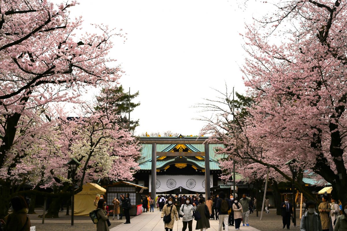 Yasukuni Shrine Cherry Blossom