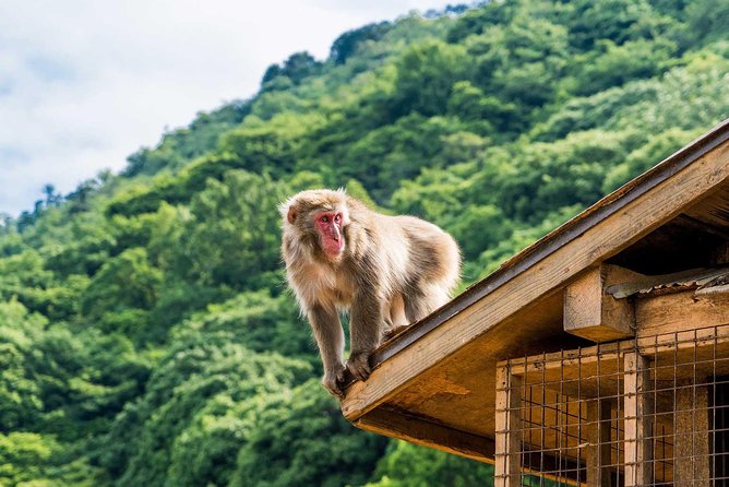 Afternoon Arashiyama Bamboo Forest & Monkey Park Bike Tour - Tour Highlights