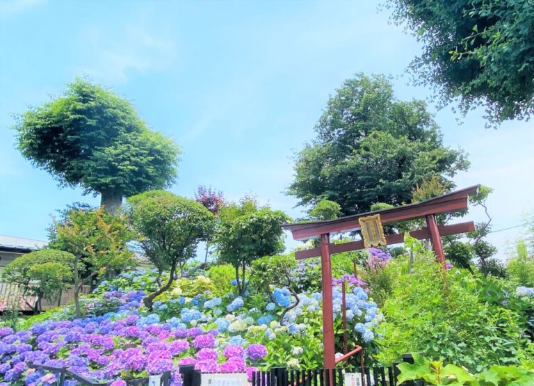 Bunkyo Hydrangea Festival (Ajisai Matsuri)
