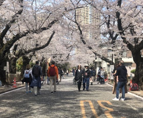 Daytime Hanami Cherry Blossom Tour Tokyo