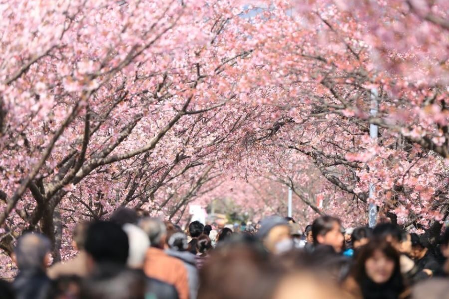 Daytime Hanami Cherry Blossom Tour Tokyo