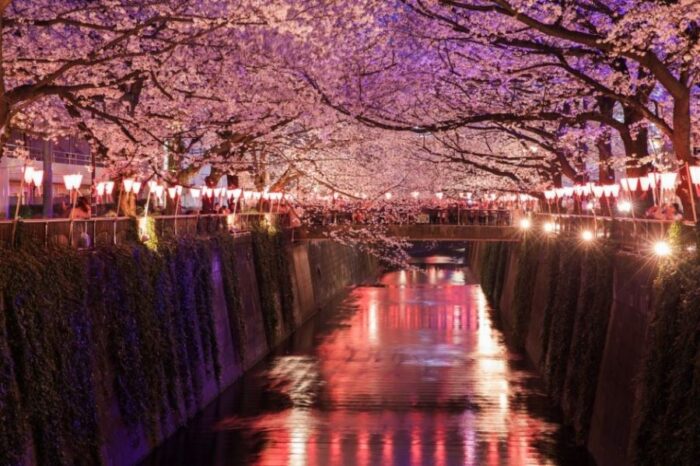 Evening Hanami Cherry Blossom Tour Tokyo