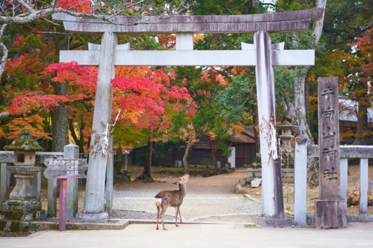 From Kyoto or Osaka: Private Walking Tour Through Nara