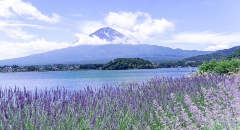 Kawaguchiko Herb Festival 2023: Fuji’s Lavender Garden (June 24-July 17th)