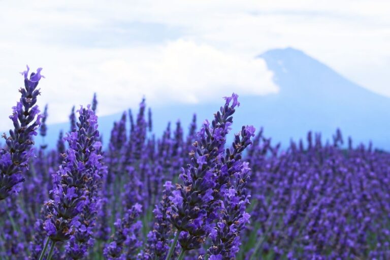 Kawaguchiko Herb Festival 2023 Fuji's Lavender Garden (June 24July 17th)