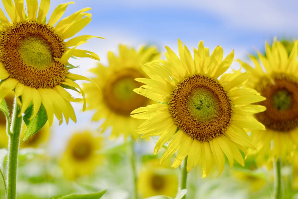 Kiyose Sunflower Festival 2023 (July 22-30th)