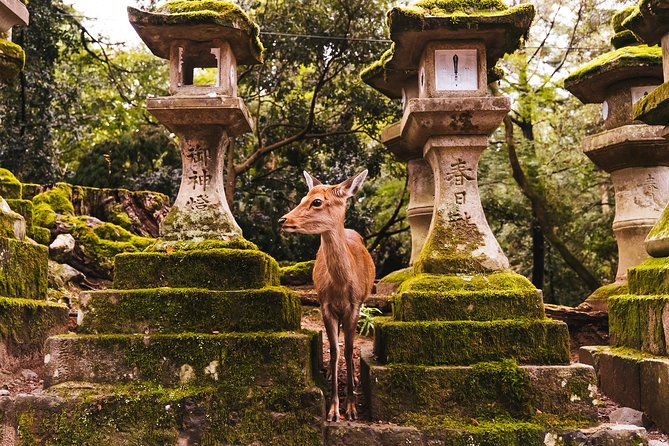 Kyoto and Nara 1 Day Trip - Golden Pavilion and Todai-Ji Temple From Kyoto - Frequently Asked Questions