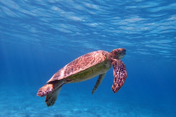 Miyakojima Snorkeling in the Sea With Turtles - Conservation Efforts to Protect Miyakojimas Turtle Population