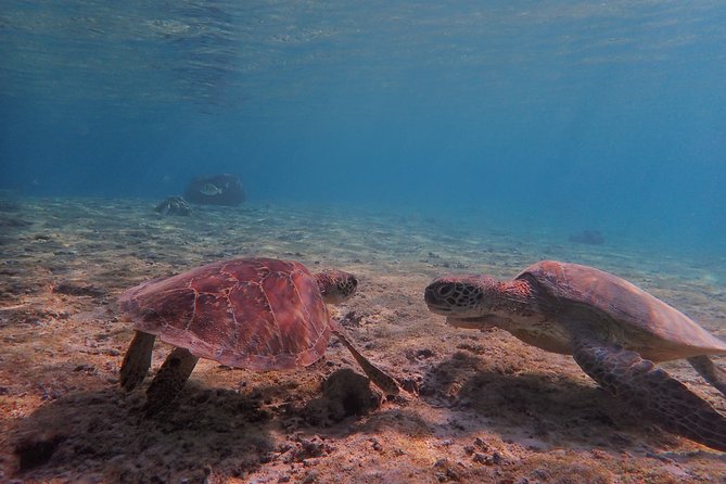 Miyakojima Snorkeling in the Sea With Turtles
