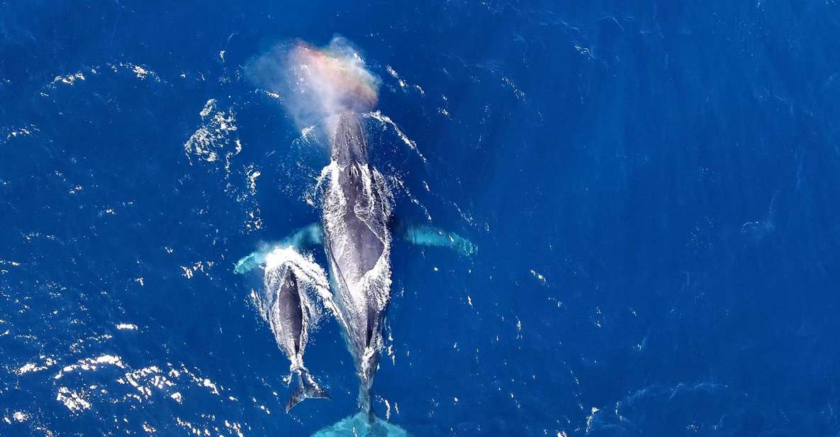 Naha, Okinawa: Kerama Islands Half-Day Whale Watching Tour - Quick Takeaways