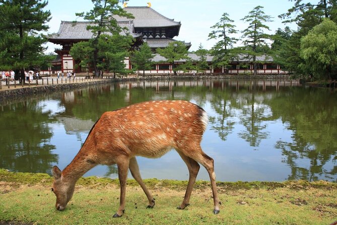 Private Sightseeing Tour by Land Rover, Kyoto and Nara  – Osaka