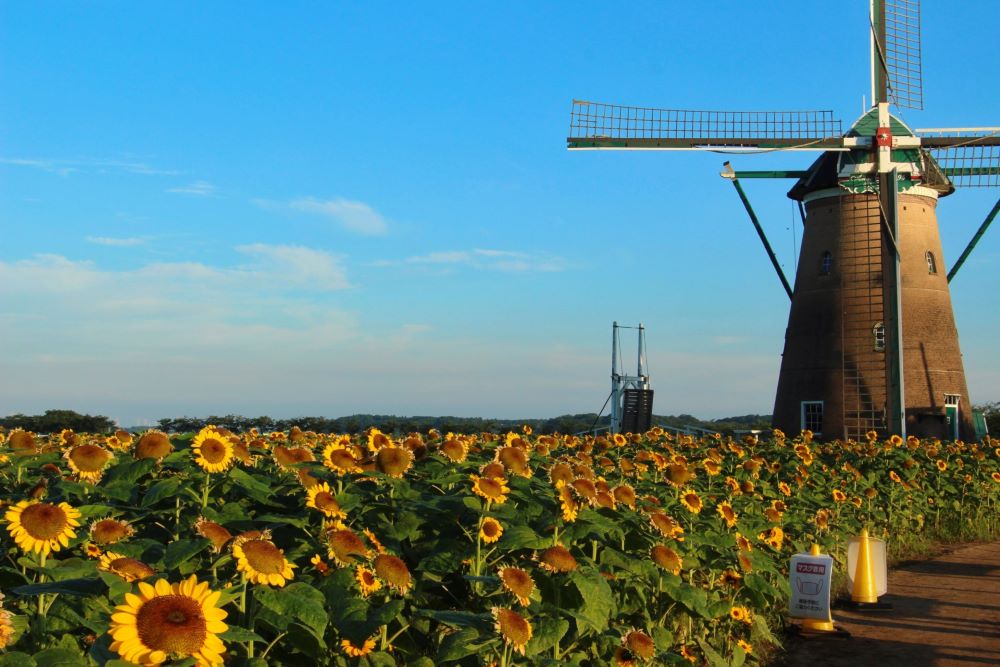 Windmill Sunflower Garden 2023 (July 8th to 23rd)